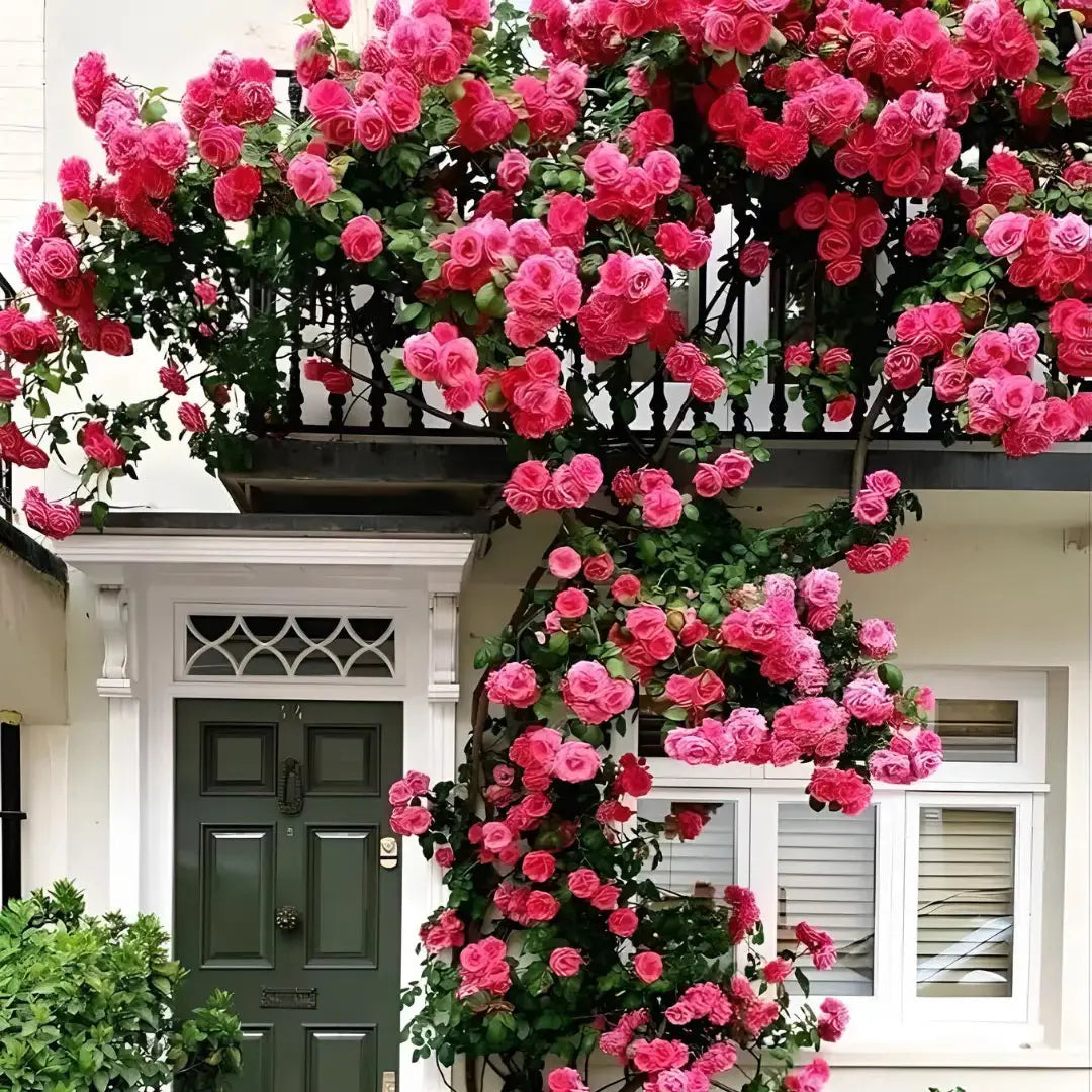Elegant Climbing Rose Flower seeds